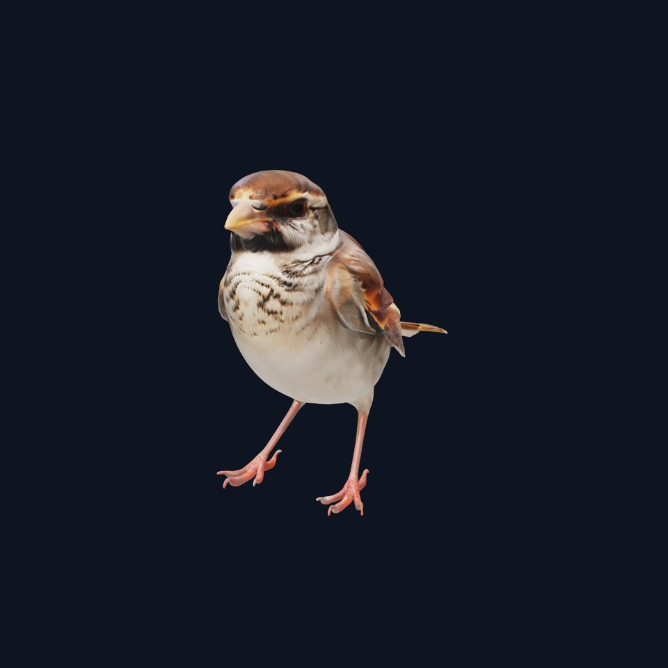 Italian Sparrow Hybrid 3D Model with Realistic Features